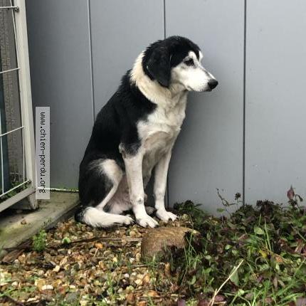 Photo 1/1 Chien retrouvé Trouvé à Chatellerault