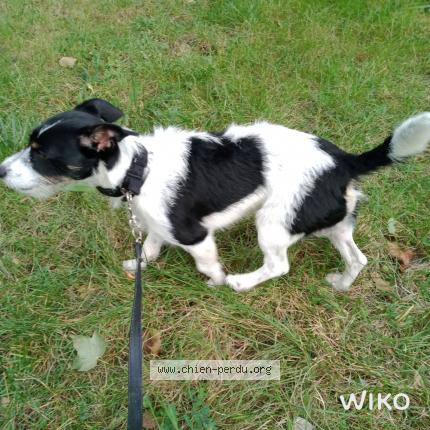 Photo de chien perdu à Fontenay Sous Bois