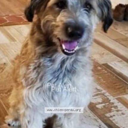 Photo de chien perdu à Caumont