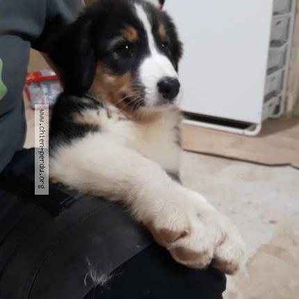 Photo de chien perdu à Gaja La Selve