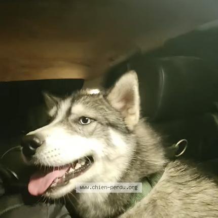 Photo de chien trouvé à Saint Leu La Foret