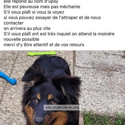 Photo de chien perdu à Laon