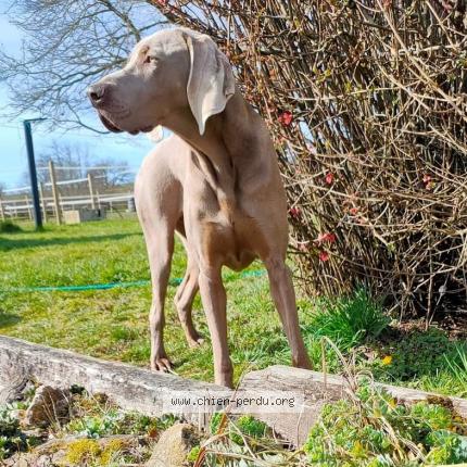Photo 1/3 Chien retrouvé Perdu à Volesvres