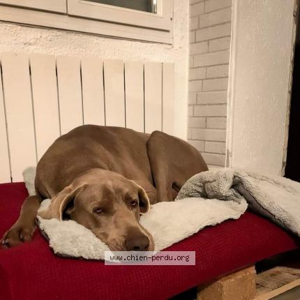 Photo 3/3 Chien retrouvé Perdu à Volesvres