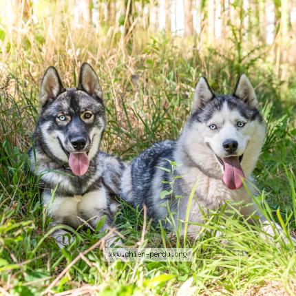 Photo de chien perdu à Machecoul