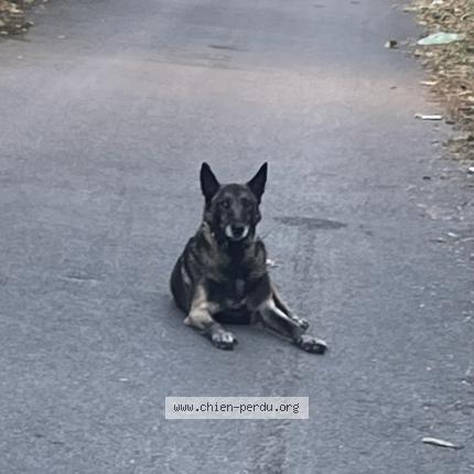 Photo 1/1 Chien retrouvé Trouvé à Marseille