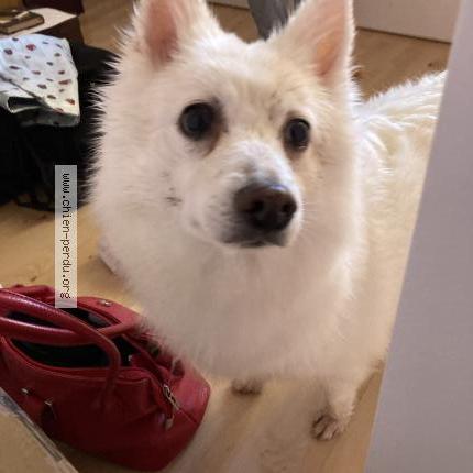 Photo 1/1 Chien retrouvé Trouvé à Saint Germain Les Corbeil