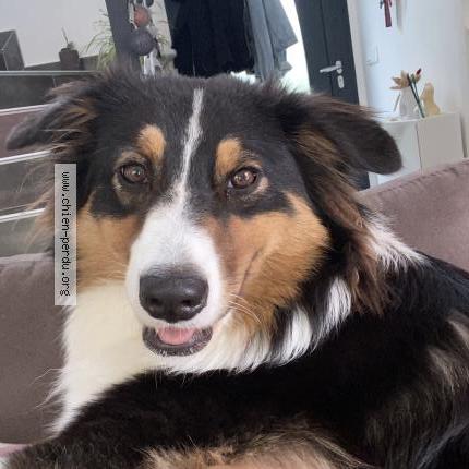 Photo 1/2 Chien retrouvé Perdu à Frouzins