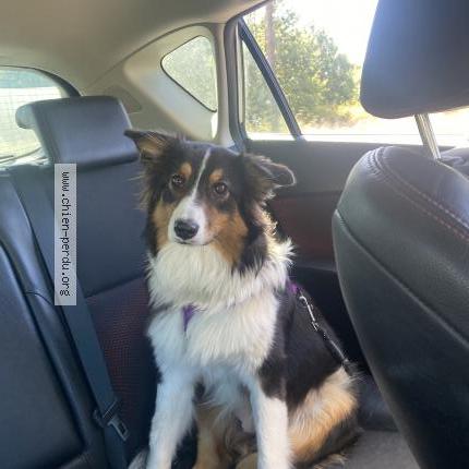 Photo 2/2 Chien retrouvé Perdu à Frouzins