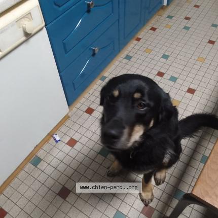Photo 1/1 Chien retrouvé Perdu à Plouenan
