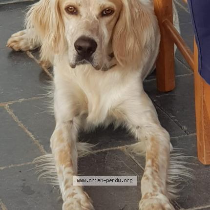 Photo 1/1 Chien retrouvé Perdu à Nort Sur Erdre