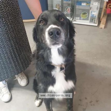 Photo 1/1 Chien retrouvé Perdu à Saint Mont