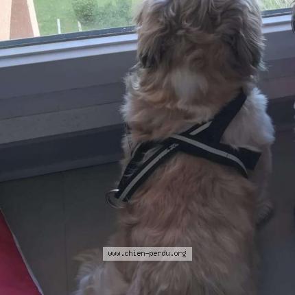 Photo 1/1 Chien retrouvé Perdu à Montpellier