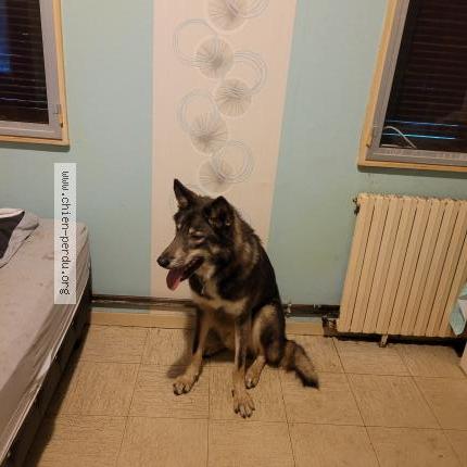 Photo de chien perdu à Bourges