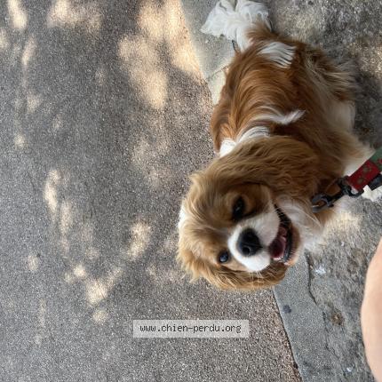 Photo de chien perdu à Lamorlaye