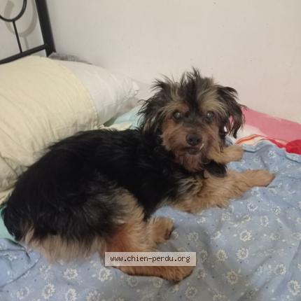 Photo 1/1 Chien retrouvé Perdu à Saint Laurent Blangy