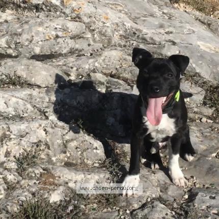 Photo 1/1 Chien retrouvé Perdu à Nimes