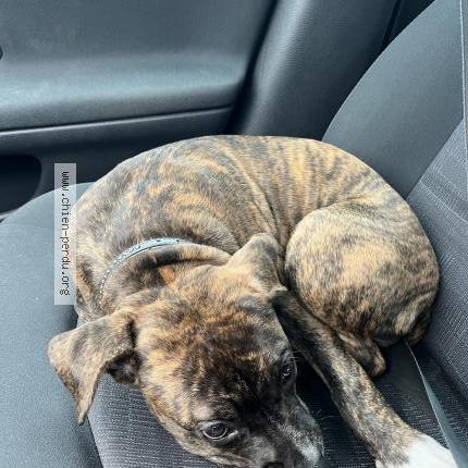Photo 1/2 Chien retrouvé Perdu à Soisy Sous Montmorency