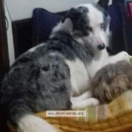 Photo 1/1 Chien retrouvé Perdu à Bezons