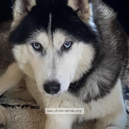 Photo 1/1 Chien retrouvé Perdu à Le pian medoc