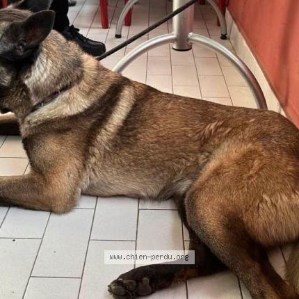 Photo 1/1 Chien retrouvé Perdu à Marseille