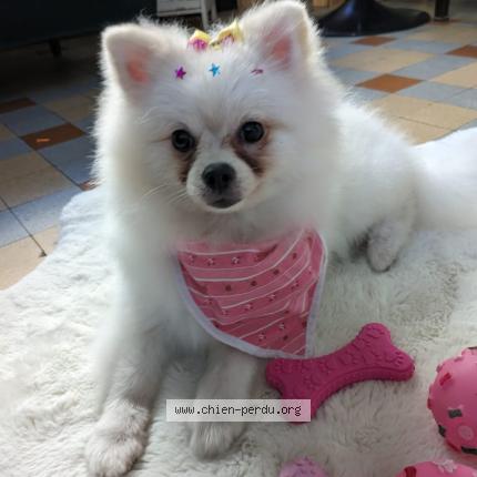 Photo de chien perdu à Marseille