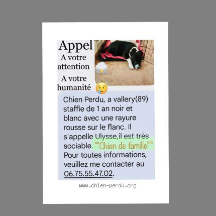 Photo 1/2 Chien retrouvé Perdu à Vallery