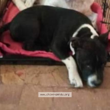 Photo 2/2 Chien retrouvé Perdu à Vallery
