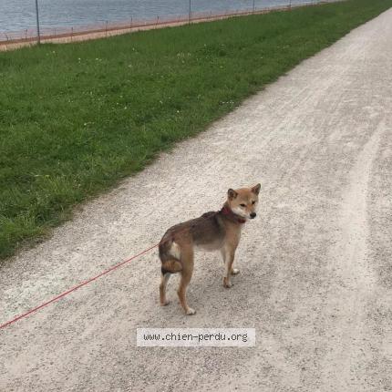 Photo 1/1 Chien retrouvé Perdu à Chelles