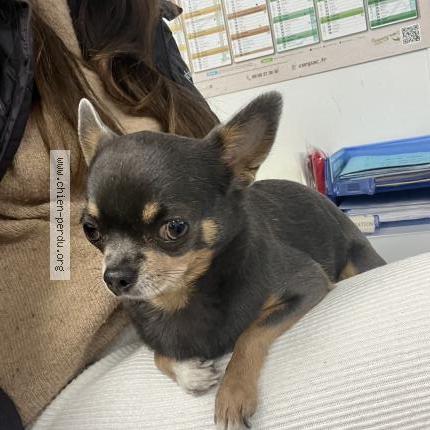 Photo de chien perdu à Buc