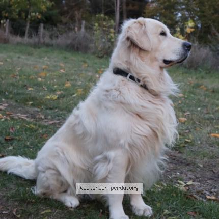 Photo de chien perdu à Saint Etienne