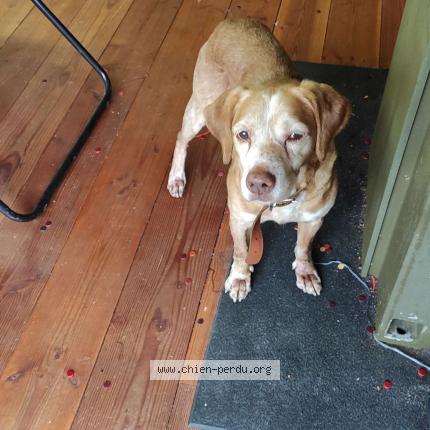 Photo de chien trouvé à La Caillere Saint Hilaire