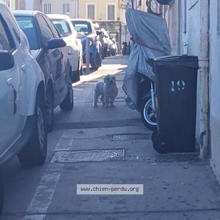 Photo de chien trouvé à Marseille 13