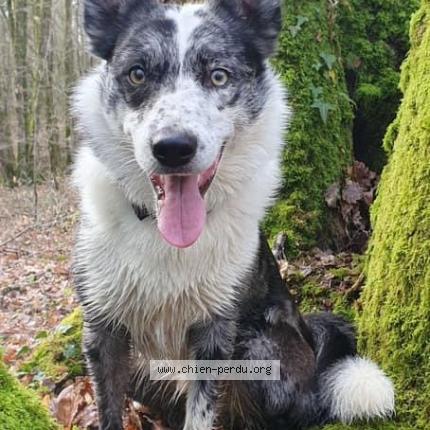 Photo 1/1 Chien retrouvé Perdu à Toul