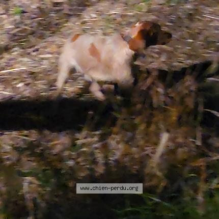 Photo de chien trouvé à Le Plessis Grammoire