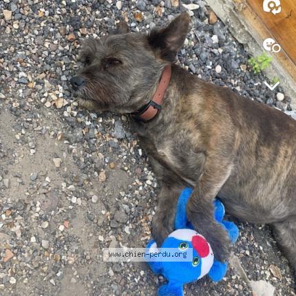 Photo 2/2 Chien retrouvé Perdu à Eragny