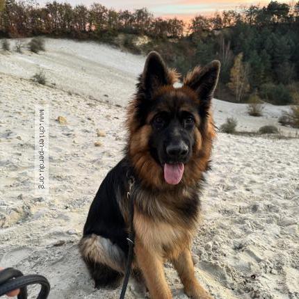 Photo de chien perdu à Lardy