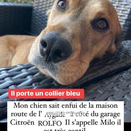 Photo de chien perdu à Hyeres