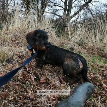 Photo 1/1 Chien retrouvé Perdu à St Gence