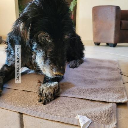 Photo de chien trouvé à Bellegarde Poussieu