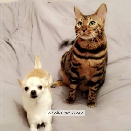 Photo de chien perdu à Vaujours