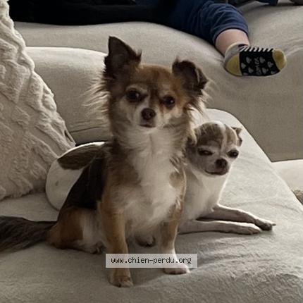 Photo de chien perdu à Oraison