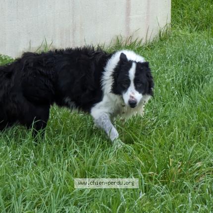 Photo de chien trouvé à Blanquefort
