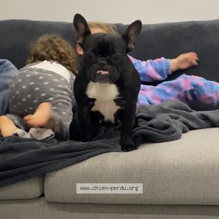 Photo de chien perdu à Albias