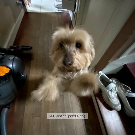 Photo de chien perdu à Les Sables D Olonne