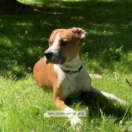 Photo 1/1 Chien retrouvé Perdu à Toulouse