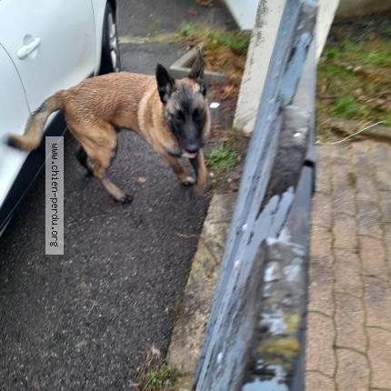 Photo 1/1 Chien retrouvé Trouvé à Arnas