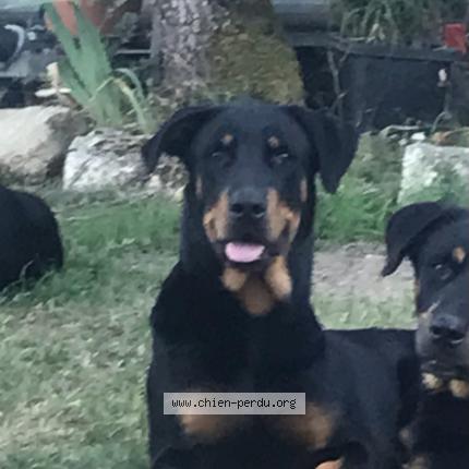 Photo de chien perdu à Gimat