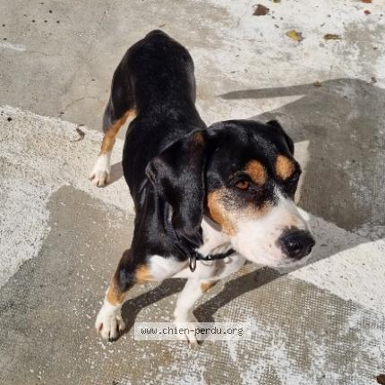 Photo de chien trouvé à Castres