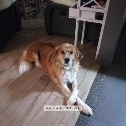 Photo 1/1 Chien retrouvé Perdu à Oize